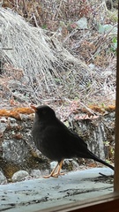 Turdus nigrescens