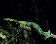 Bothriechis thalassinus