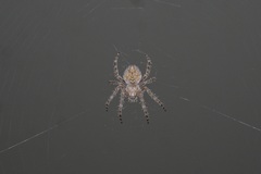 Araneus cavaticus
