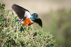 Lamprotornis superbus