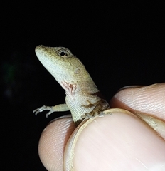 Anolis uniformis