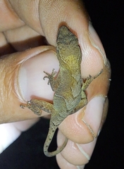 Anolis uniformis