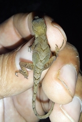 Anolis uniformis
