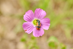 Arthrobrachus nigromaculatus