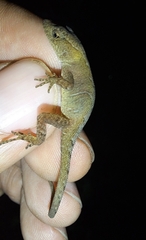 Anolis uniformis