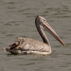 Pelecanus philippensis