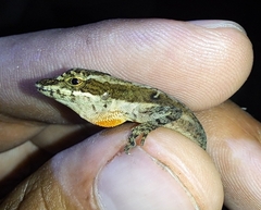 Anolis ocelloscapularis