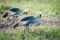 Balearica regulorum