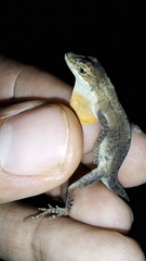 Anolis ocelloscapularis