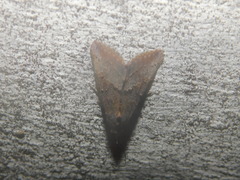 Hypena scabra