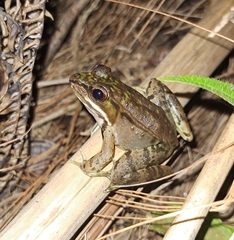Lithobates maculatus