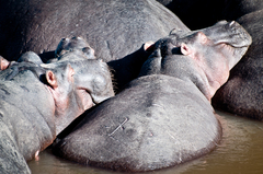 Hippopotamus amphibius