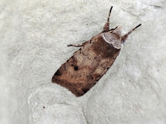 Cerastis faceta