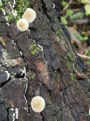 Mycena galericulata