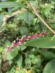 Phytolacca rivinoides