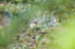 Alopochen aegyptiaca