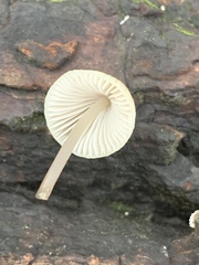 Mycena galericulata