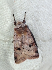 Cerastis faceta
