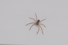 Heteropoda venatoria