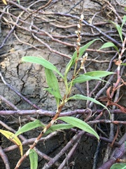 Persicaria pulchra