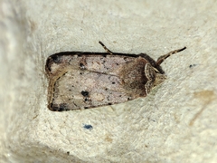 Cerastis faceta