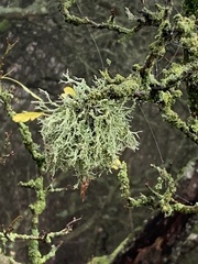 Ramalina farinacea
