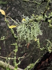 Ramalina farinacea