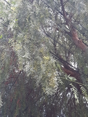 Schinus molle