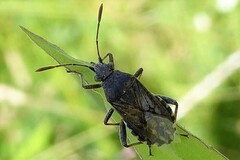 Stictopleurus punctatonervosus