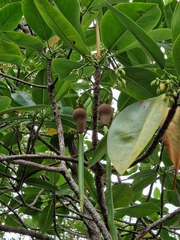 Rhizophora mucronata
