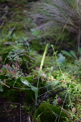 Malaxis macrostachya