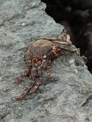 Grapsus adscensionis