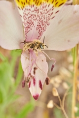 Diadasia chilensis