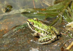 Lithobates pipiens