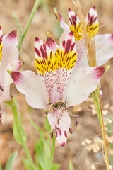 Diadasia chilensis