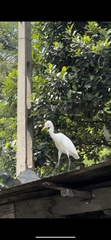 Bubulcus ibis