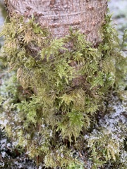 Hylocomium splendens