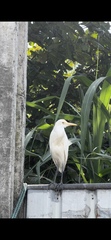 Bubulcus ibis