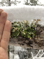 Lobaria pulmonaria