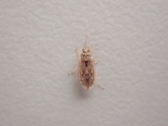 Holcocranum saturejae