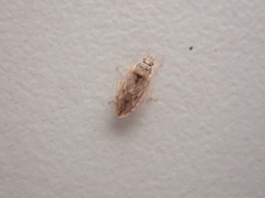 Holcocranum saturejae