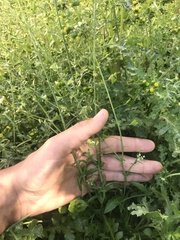 Capsella bursa-pastoris