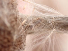 Holcocranum saturejae