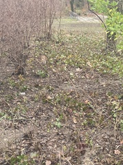 Sciurus vulgaris