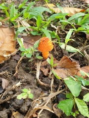 Fungi