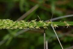 Malaxis macrostachya