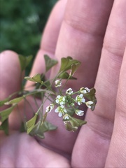Capsella bursa-pastoris