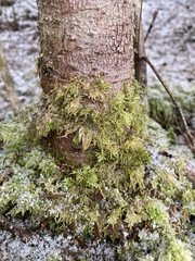 Hylocomium splendens