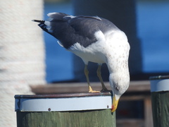 Larus fuscus