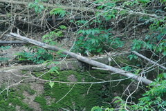 Myiothlypis rivularis